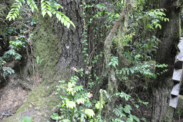 part of the Upside down tree