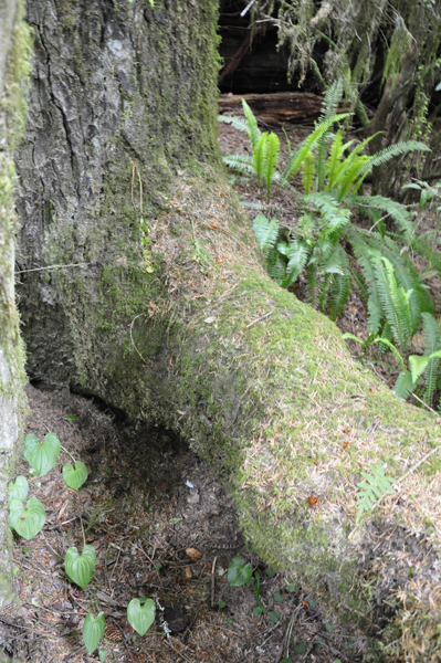 part of the Upside down tree