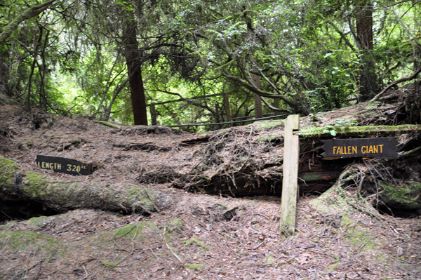 Another Fallen Giant tree