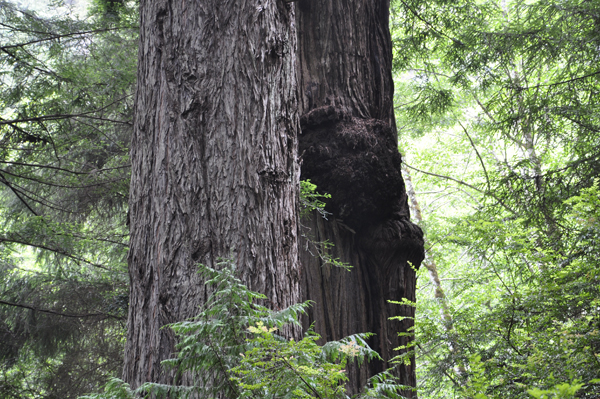 Redwood Burl