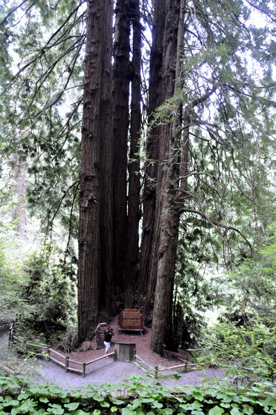 Cathedral Tree