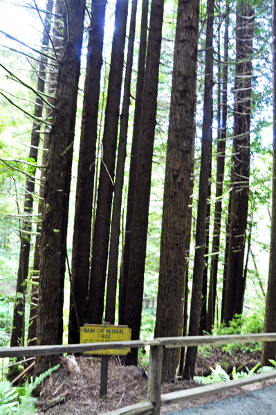 Baby Cathedral Tree