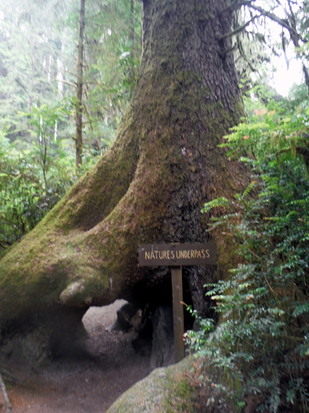 Nature's Underpass