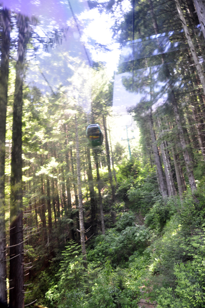 Sky Tram going through the trees