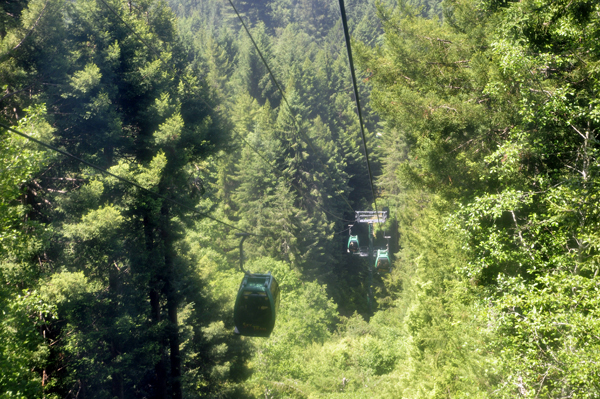 Sky Tram going through the trees