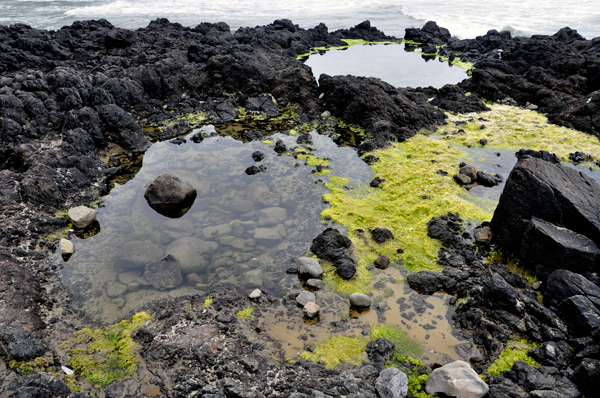 tide pool