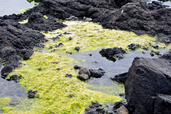 tide pool