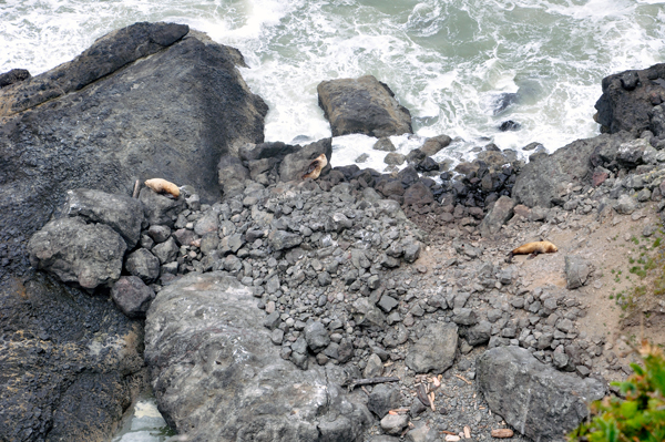 seals sunning themselves