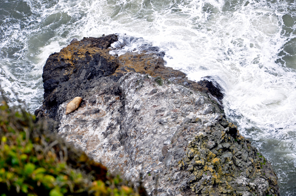 a seal seeking sun