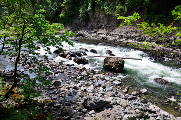 a tree branch stuck on a rock from when the river ran higher.