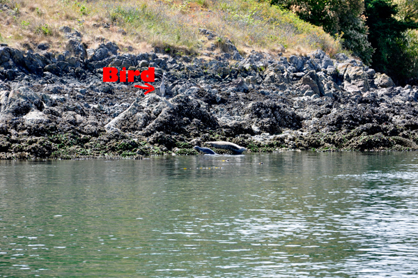 a mama Seal and her pup, plus a bird