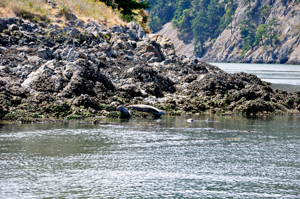 a mama Seal and her pup, plus a bird amd another seal