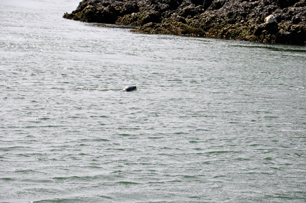 one seal in the water and one on land