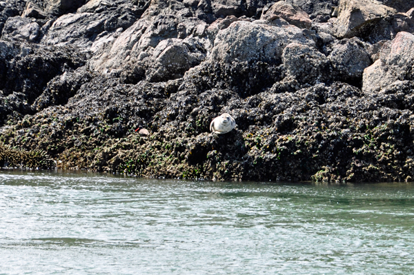 Seal and a bird