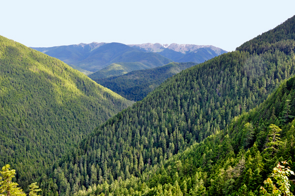 beautiful, peaceful scenery at Olympic National Park