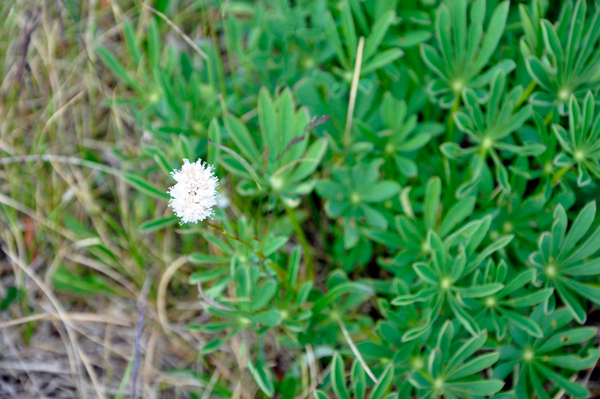 American Bisort - a flower