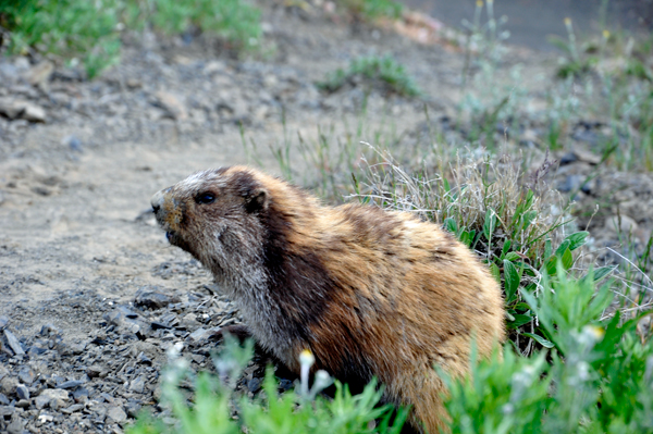 marmot