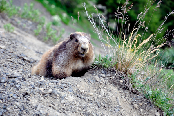 marmot