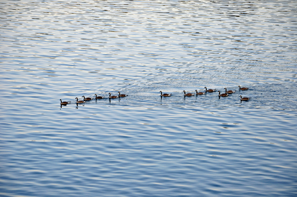 ducks in the water