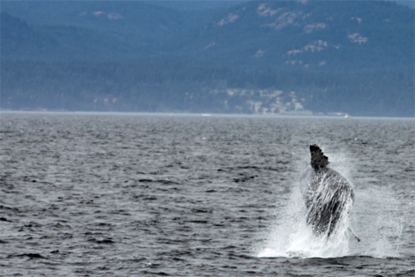 Humpback whale breaching