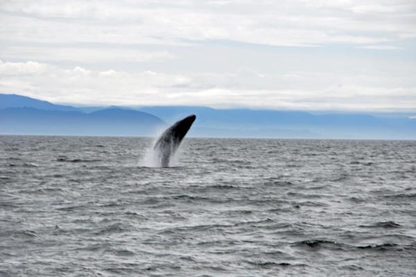 Humpback whale breaching