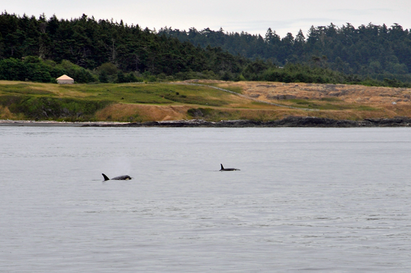 ORCA Whales