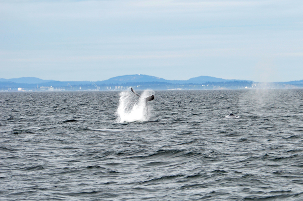 whale tail