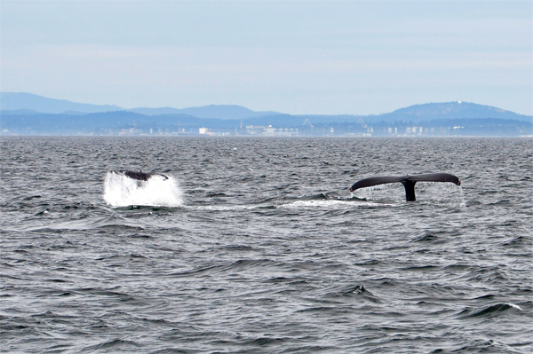 whale tails