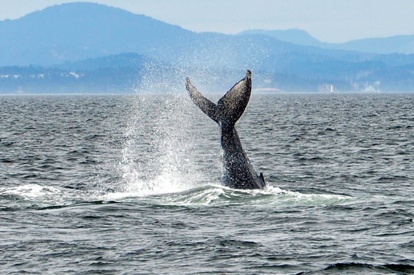 whale tail