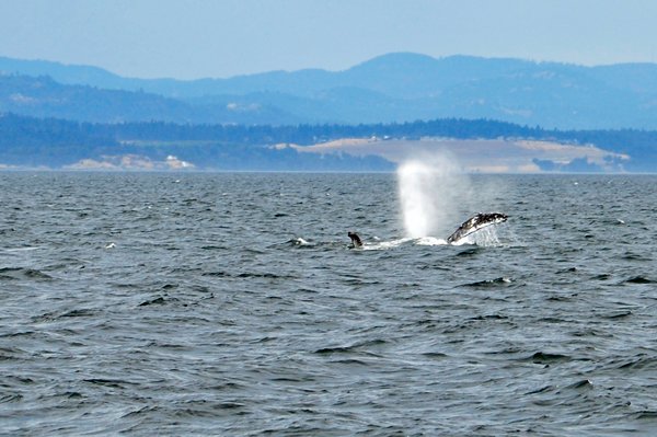 Humpback whale