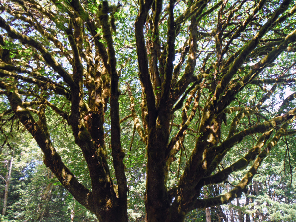 Lee likes to photograph trees