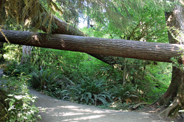 fallen trees form a big X