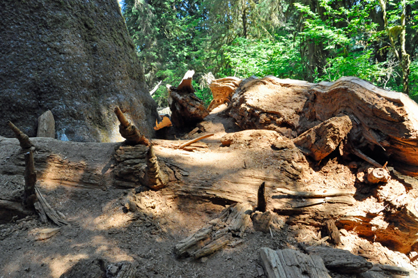 fallen Sitka spruce tree