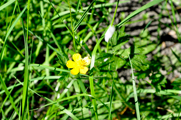 yellow flower