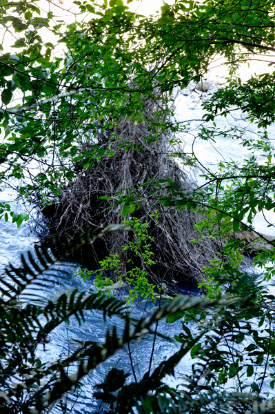 hill of moss in the river