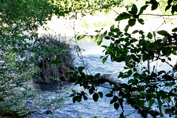 the Hoh River