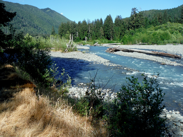 the Hoh River