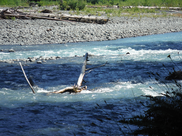 the Hoh River