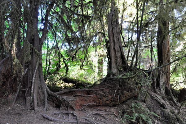 downed trees everywhere