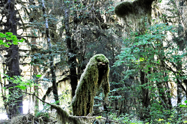 Green Draperies - moss on a tree stump