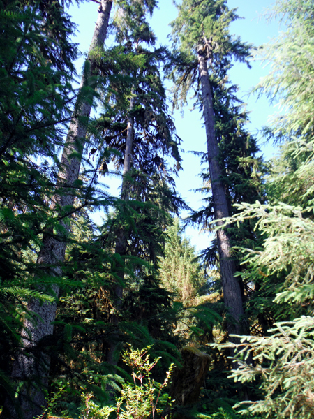 tall, skinny trees