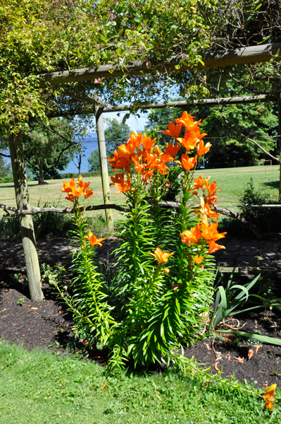 flowers at Chetzemoka Park 