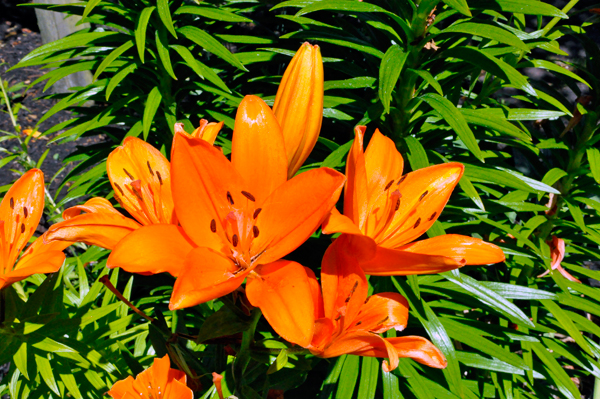 flowers at Chetzemoka Park 