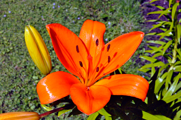 flowers at Chetzemoka Park 