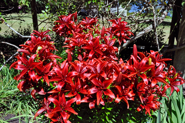 flowers at Chetzemoka Park 