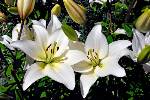 flowers at Chetzemoka Park 