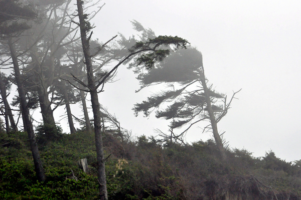 wind in he trees