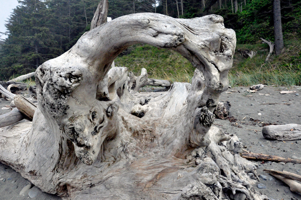 logs on the beach