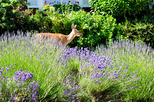 A deer in the city