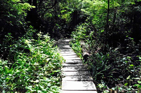 boardwalk trail